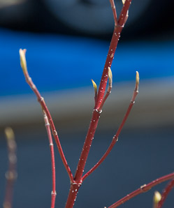 Cornus alba (Siberian dogwood, Tatarian dogwood, Siber)
