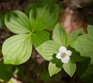 Cornus canadensis (bunchberry, Canadian dwarf cornel, Canadian bunchberry, crackerberry, bunchberry dogwood)