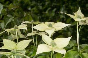 Cornus kousa (kousa dogwood, Japanese dogwood, Chinese dogwood, kouse dogwood)