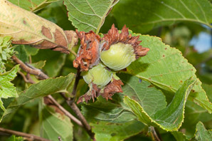 Corylus americana (American hazelnut)