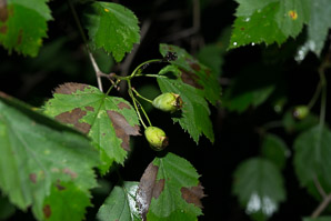 Crataegus intricata (entangled hawthorn, Copenhagen hawthorn)