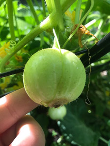 Cucumis sativus (lemon cucumber)