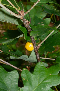 Cynips quercusfolii (cherry gall)