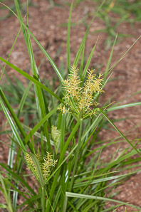 Cyperus esculentus (nut grass, yellow nut grass, yellow nutsedge)