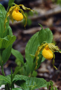 Cypripedium parviflorum (small yellow lady’s slipper, yellow lady’s slipper, lesser yellow lady’s slipper)