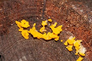 Dacrymyces cokeri (orange jelly fungus)