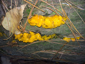 Dacrymyces cokeri (orange jelly fungus)