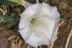 Datura wrightii (angel’s trumpet, sacred thorn-apple, sacred datura, western jimson weed, belladonna, toloache, Jimsonweed, thorn-apple, angel trumpet)