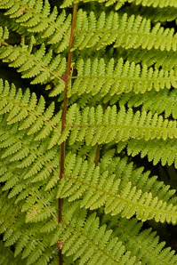 Dennstaedtia punctilobula (hay-scented fern, eastern hayscented fern)