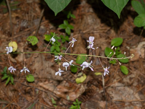 Desmodium nudiflorum (naked tick-trefoil, nakedflower ticktrefoil)