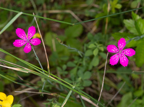 Dianthus deltoides (maiden pink)