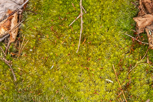 Dicranum scoparium (windswept moss, broom forkmoss, dicranum moss)