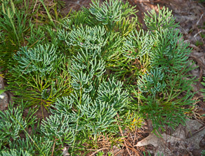 Diphasium anceps (ground cedar, northern brown cedar, flat-branched club moss, groundcedar)