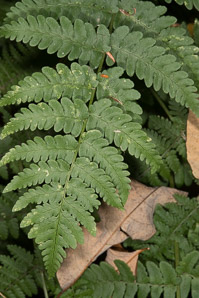 Dryopteris marginalis (marginal wood fern, marginal woodfern)