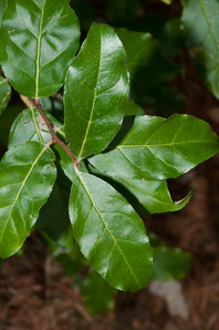 Elaeagnus umbellata (autumn olive, Japanese silverberry)