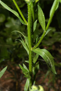 Erigeron annuus (daisy fleabane, rough fleabane, eastern daisy fleabane)