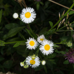Erigeron annuus (daisy fleabane, rough fleabane, eastern daisy fleabane)