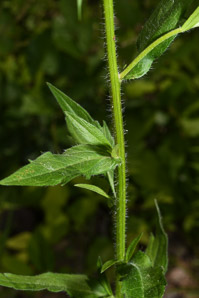Erigeron annuus (daisy fleabane, rough fleabane, eastern daisy fleabane)