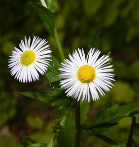Erigeron annuus (daisy fleabane, rough fleabane, eastern daisy fleabane)
