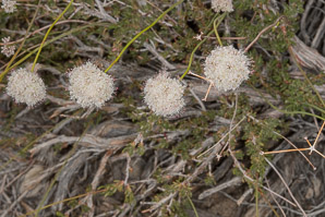 Eriogonum fasciculatum (California buckwheat, Eastern mojave buckwheat)
