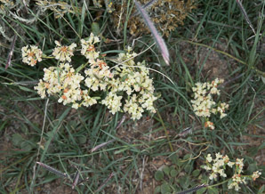 Eriogonum jamesii (antelope sage, James’ buckwheat, parsnipflower buckwheat, whorled buckwheat, Wyeth buckwheat)