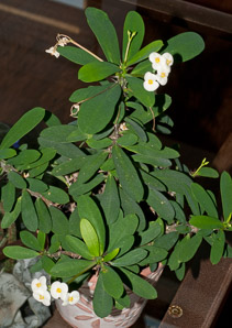 Euphorbia milii