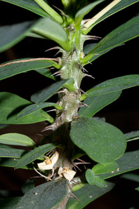 Euphorbia milii