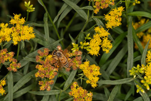 Euthamia graminifolia (flat-top goldentop, lance-leaved goldenrod, grass-leaved goldenrod, flat-topped goldentop)