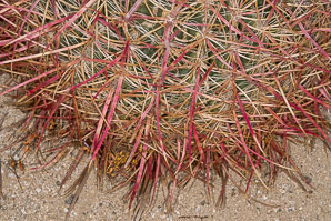 Ferocactus cylindraceus (compass barrel, fishhook cactus, barrel cactus, California barrel cactus, biznaga, cliff barrel cactus, compass cactus, desert barrel cactus, golden-spined barrel cactus, le conte barrel cactus, spiny barrel cactus)