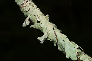 Flavoparmelia caperata (common greenshield, flavoparmelia lichen)