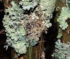 Flavoparmelia caperata (common greenshield, flavoparmelia lichen)