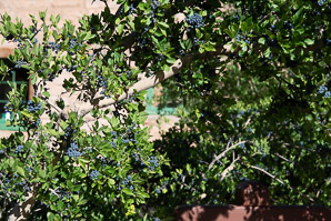 Forestiera pubescens (New Mexico privet, desert olive, stretchberry)