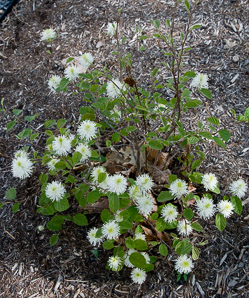 Fothergilla major (fothergilla, Mt. Airy fothergilla)
