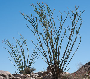 Fouquieria splendens (ocotillo, coachwhip, Jacob’s staff, vine cactus)