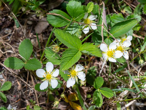 Fragaria virginiana (common strawberry, Virginia strawberry, wild strawberry, strawberry)