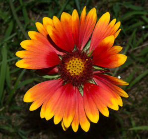Gaillardia pulchella (gaillardia, Indian blanket, firewheel, sundance)