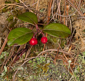 Gaultheria procumbens (creeping wintergreen, wintergreen, Eastern teaberry, checkerberry, boxberry, American wintergreen)