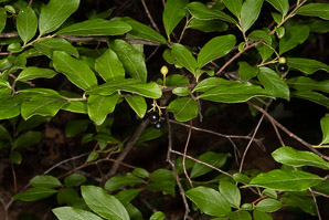 Gaylussacia baccata (black huckleberry, common huckleberry)