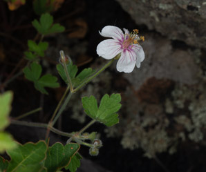 Geranium richardsonii (Richardson’s geranium)