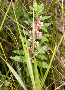 Glaux maritima (sea-milkwort, sea milkwort)