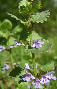 Glechoma hederacea (ground-ivy, gill-over-the-ground, creeping charlie, alehoof, tunhoof, catsfoot, field balm, run-away-robin, ground ivy)