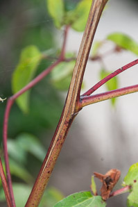 Gossypium hirsutum (cotton, upland cotton)