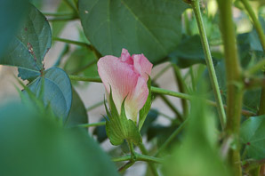 Gossypium hirsutum (cotton, upland cotton)