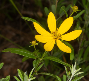 Helianthus divaricatus (woodland sunflower)