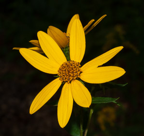 Helianthus divaricatus (woodland sunflower)