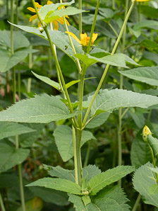 Heliopsis helianthoides (early sunflower, eastern ox-eye, heliopsis, false sunflower, smooth oxeye)