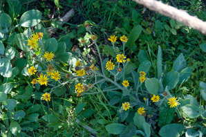 Heterotheca grandiflora (telegraph weed, telegraphweed)