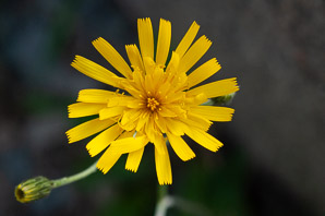 Hieracium caespitosum (field hawkweed, yellow hawkweed, meadow hawkweed, king devil, yellow paintbrush, devil’s paintbrush, yellow devil, yellow fox-and-cubs, yellow king-devil)