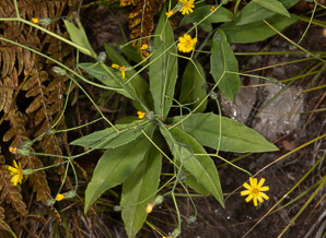 Hieracium paniculatum (panicled hawkweed, Allegheny hawkweed)
