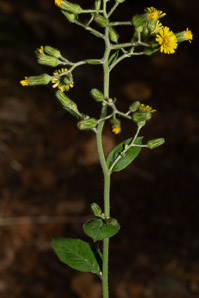 Hieracium scabrum (rough hawkweed, sticky hawkweed)